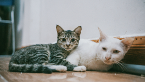 Más de la mitad de los hogares chilenos vive con un gato: las claves para cuidarlos y prevenir problemas de salud