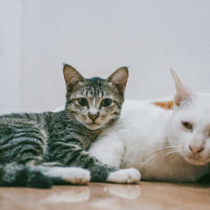 Más de la mitad de los hogares chilenos vive con un gato: las claves para cuidarlos y prevenir problemas de salud
