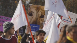 Cámara de Diputados entrega amplio respaldo a prohibición de carreras de perros galgos