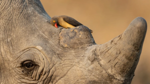 FOTOS - Museo de Historia Natural de Londres seleccionó las mejores imágenes de la vida silvestre de 2026