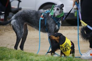 Prohibición a las carreras de galgos: las duras sanciones que recibirán quienes infrinjan la ley