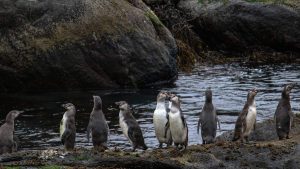Investigan muerte de 57 pingüinos hallados en distintos sectores del Maule