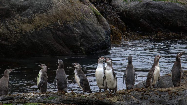 Investigan muerte de 57 pingüinos hallados en distintos sectores del Maule