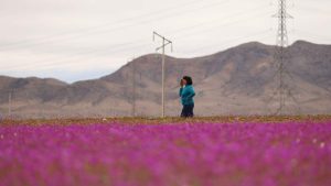 Polémica por fiesta en el Desierto Florido: organización suspende evento y reconoce error