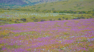 Atacama se prepara para el que podría ser el mayor Desierto Florido del que se tenga registro