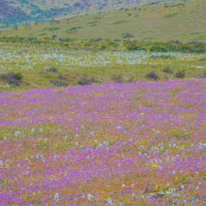 Atacama se prepara para el que podría ser el mayor Desierto Florido del que se tenga registro
