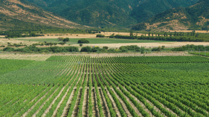 Odepa: una de cada cuatro hectáreas de uso agropecuario en Chile quedó sin trabajar