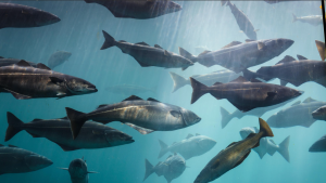 Chile avanza en vacuna contra una de las principales causas de muerte del salmón
