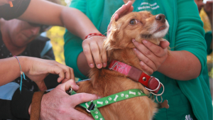 En ocho regiones: hasta cuándo se realizará la vacunación gratuita contra la rabia para las mascotas