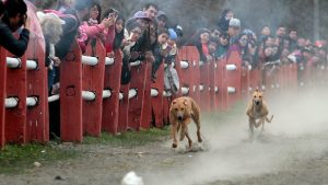 ¿Prohibir o regular las carreras de galgos? El giro en el Congreso y el debate previo a una nueva votación