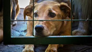 Los brutales casos de maltrato animal que quedaron al descubierto en la RM