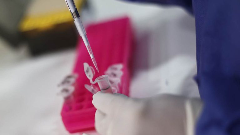Virus shamonda: Francia investiga primer contagio humano tras muerte de paciente