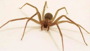 Qué se sabe del estado de salud del joven mordido por una araña de rincón en Ovalle: las medidas de prevención