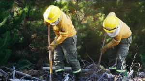 ¿Cómo se prepara un territorio forestal para enfrentar el verano?