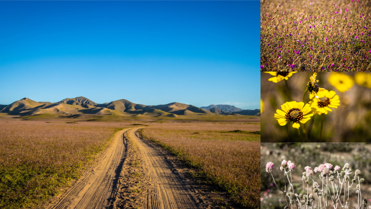 Desierto Florido en Copiap&oacute;