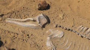 Abren exhibición para comprender el cambio climático desde la paleontología de Atacama