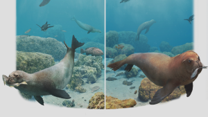 Estudio sobre foca fósil de nueve millones de años en Patagonia aporta claves sobre su evolución