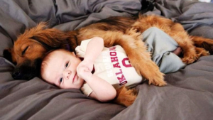 Estudio descubrió que los perros aprenden las palabras de igual forma que los bebés humanos