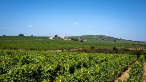 Viña Concha y Toro define nueva hoja de ruta de sustentabilidad al 2030
