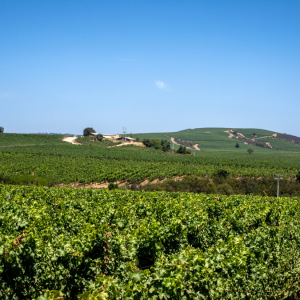Viña Concha y Toro define nueva hoja de ruta de sustentabilidad al 2030