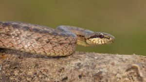 Culebra chilena: qué especies pueden inocular veneno y qué hacer si una te muerde