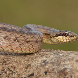Culebra chilena: qué especies pueden inocular veneno y qué hacer si una te muerde