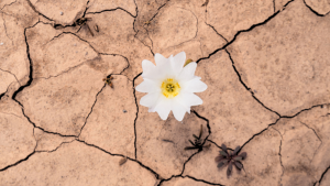 Crean plan para convertir al Desierto Florido en Patrimonio Mundial de la UNESCO